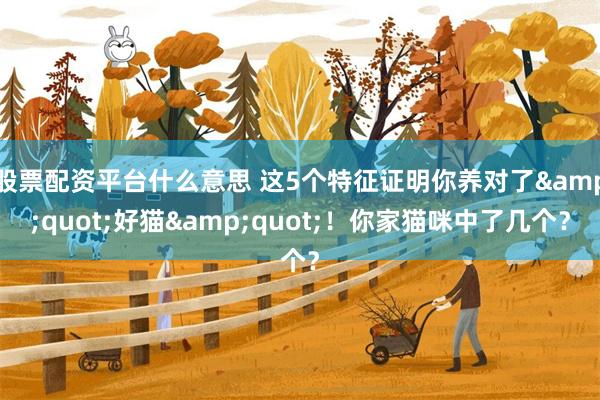 股票配资平台什么意思 这5个特征证明你养对了&quot;好猫&quot;！你家猫咪中了几个？